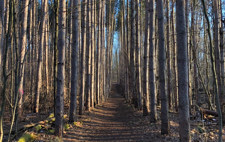 Photo of the Magnificent Pines trail.