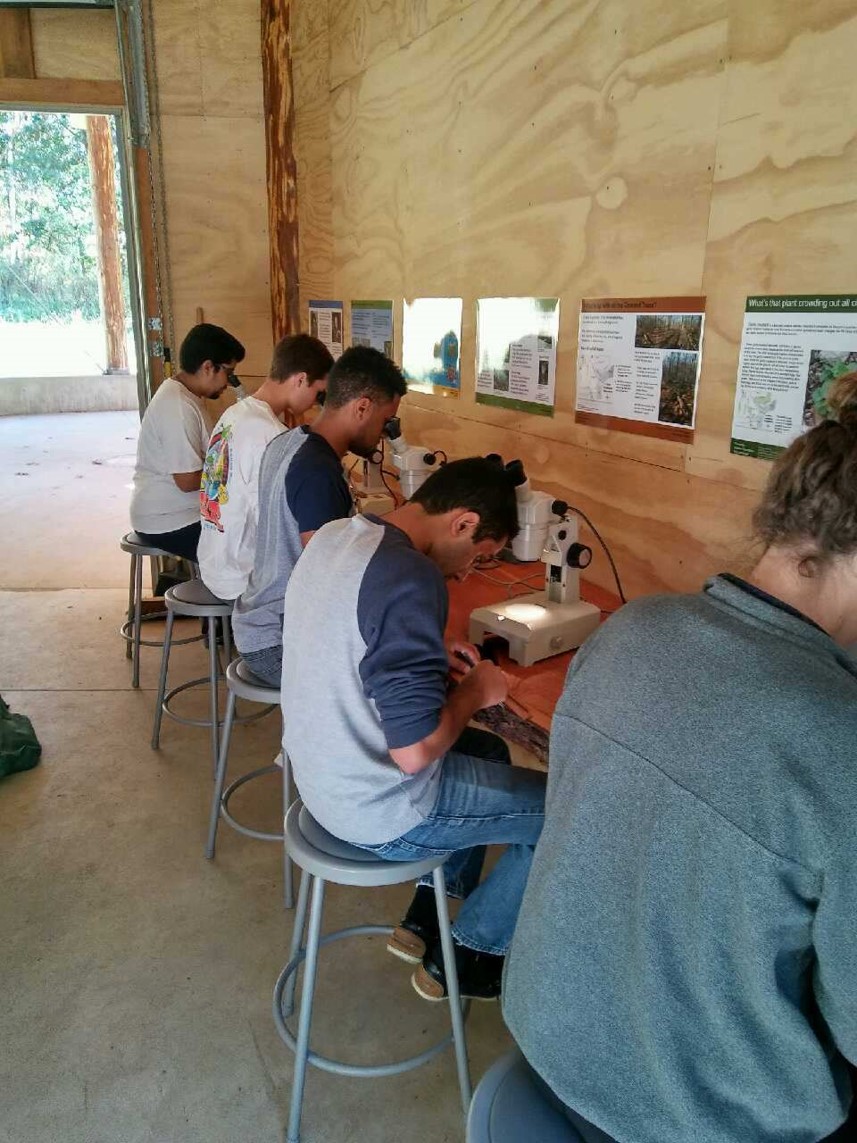 Five students looking through microscopes while sitting in the pavilion