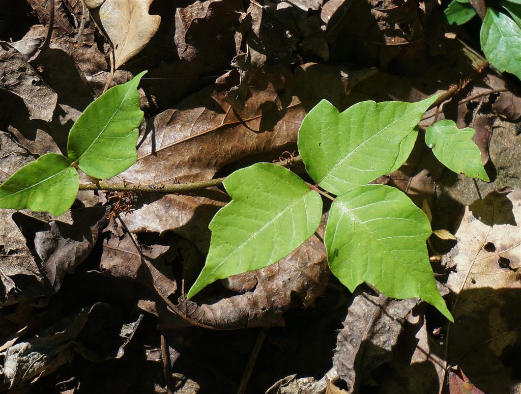 Poison Ivy plant with three green, shiny leaves.