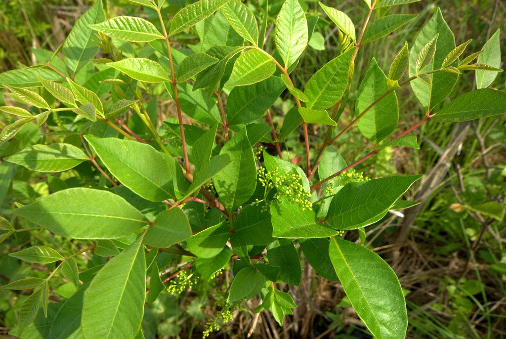 Poison Sumac bush with green, shiny leaves and red colored stems.