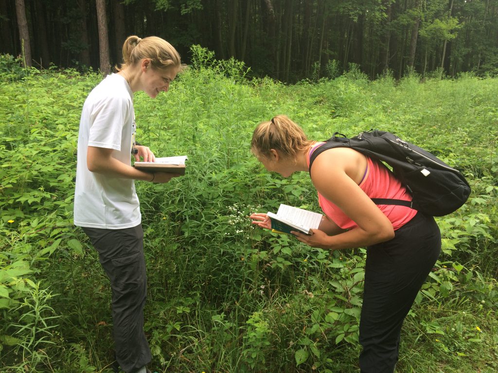 Two students observe a specimen of Flowering Spurge in a field