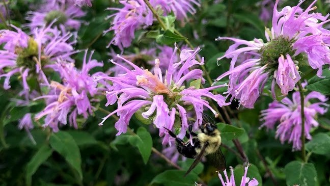 Bombus bimaculatus, a bumblebee species, sits on wild bergamot to pollinate it surrounded by more flowers.