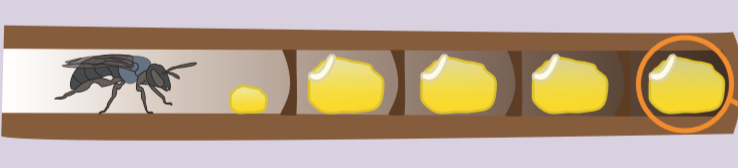 The inside of a cavity nest containing five egg cells and a bee.
