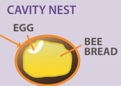 The bee egg cell containing bee bread and the egg.