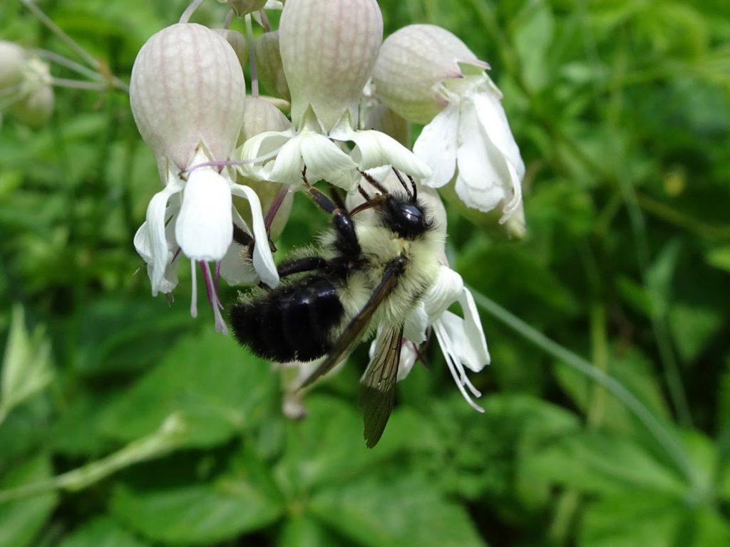 A bumblebee pollinating a flower called white campion.