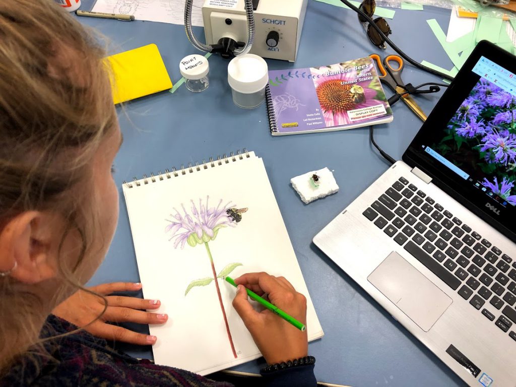 Student drawing a flower and bumblebee surrounded by reference photos.