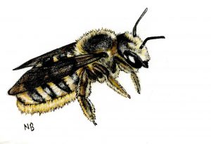 A drawing of a native bee